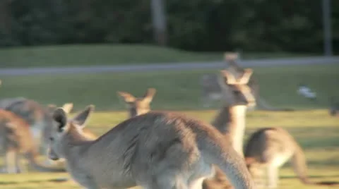 Kangaroo12 Stock Footage 11147524