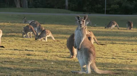 Kangaroo12 Stock Footage 11147536