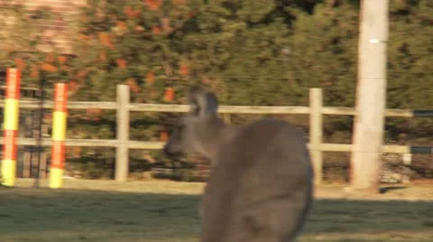 Kangaroo12 Stock Footage 11147548