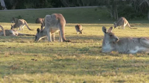 Kangaroo12 Stock Footage 11147567