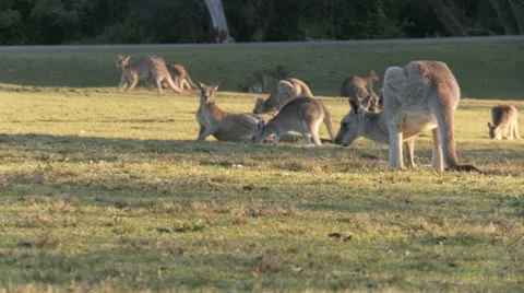 Kangaroo12 Stock Footage 11149105