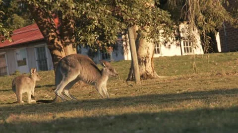 Kangaroo12 Stock Footage 11149110