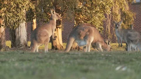 Kangaroo12 Stock Footage 11149113