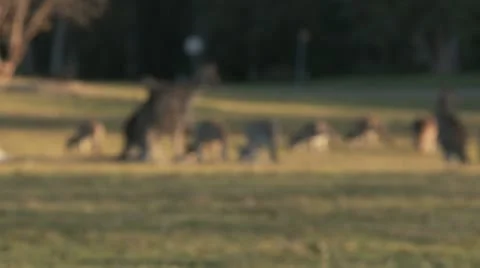 Kangaroo12 Stock Footage 11149126