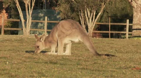 Kangaroo12 Stock Footage 11149142