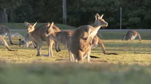 Kangaroo12 Stock Footage 11149167