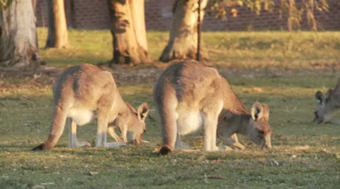 Kangaroo12 Stock Footage 11149212