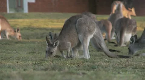 Kangaroo12 Stock Footage 11149223