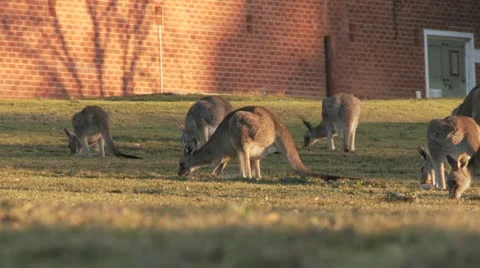 Kangaroo12 Stock Footage 11149243
