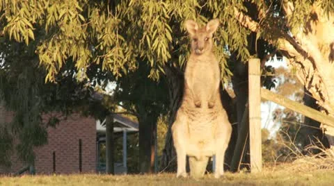 Kangaroo12 Stock Footage 11149252