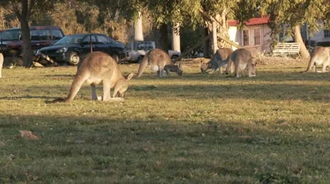 Kangaroo12 Stock Footage 11149272