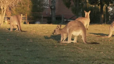 Kangaroo12 Stock Footage 11149286