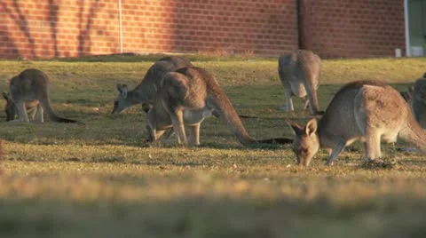 Kangaroo12 Stock Footage 11149293