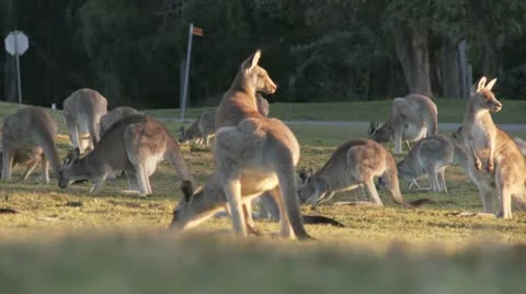 Kangaroo12 Stock Footage 11149295