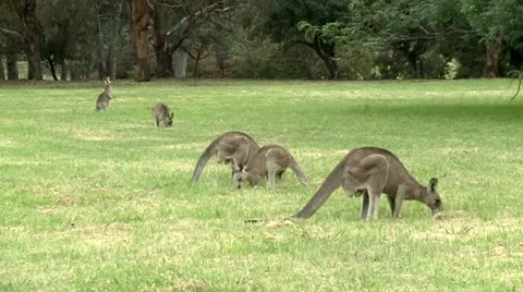Kangaroos aeting grass Stock Footage 10819633