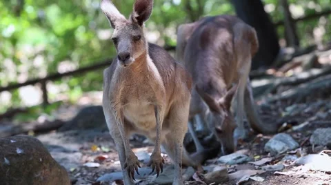 Kangaroos in Australia Stock Footage 41458110