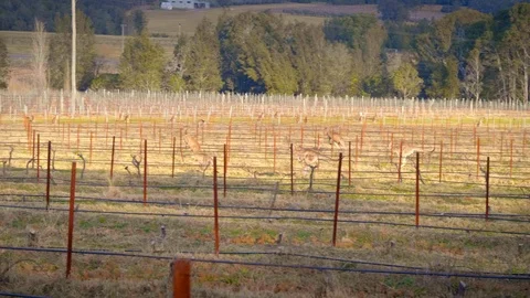Kangaroos bouncing through Hunter Valley vineyard slow motion Stock Footage 119686477