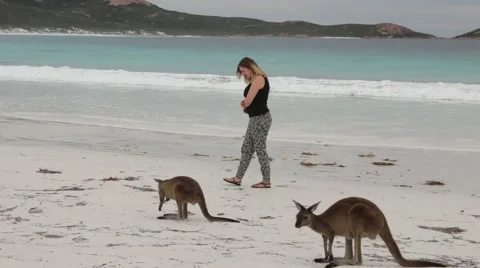 Kangaroos close up on white beach Stock Footage 60004971