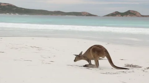 Kangaroos close up on white beach 스톡 동영상 60005337