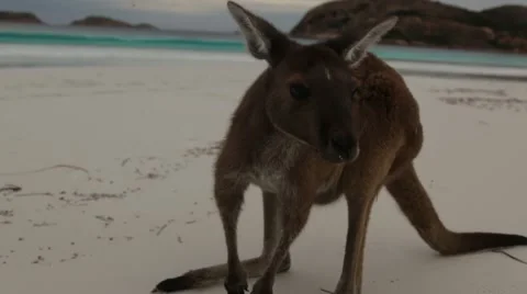 Kangaroos close up on white beach Video stock 60006805
