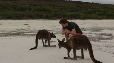 Kangaroos close up on white beach Stock Footage 60007076