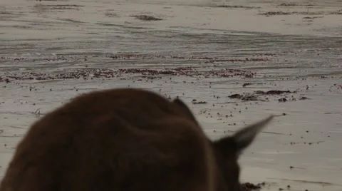 Kangaroos close up on white beach Stock Footage 60010591