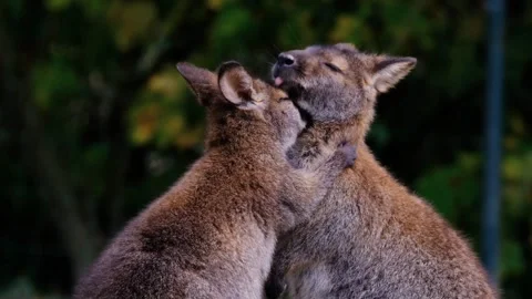 Kangaroos cuddle marsupials Stock-Footage 270089313
