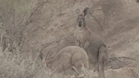 Kangaroos in the desert seeking 스톡 동영상 146456794