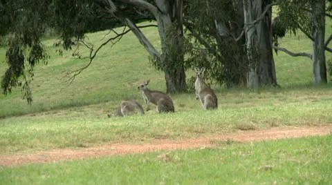 Kangaroos in the distance resting Stock Footage 10819610