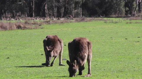 Kangaroos eating 스톡 동영상 67385247
