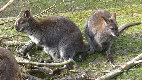 Kangaroos eating Stock Footage 117721771