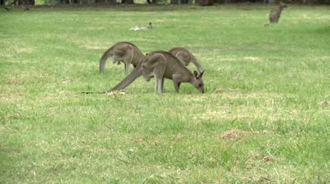 Kangaroos eating grass Stock Footage 10819624