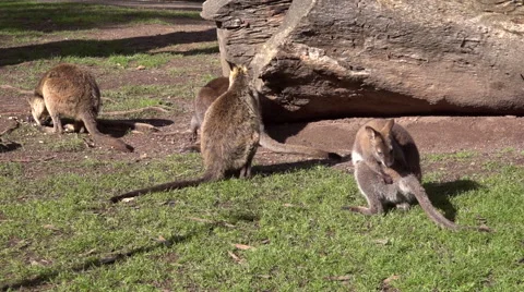 Kangaroos eating grass Stock Footage 40467121
