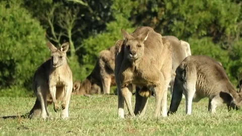 Kangaroos eating grass Video stock 271347570