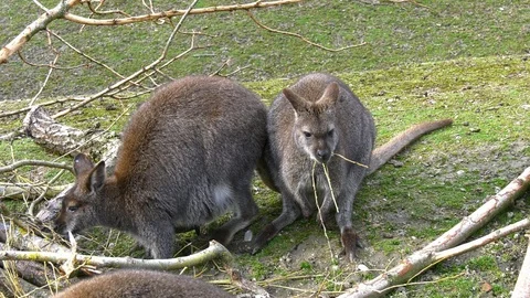 Kangaroos eating together Stock Footage 117721859