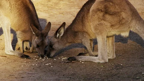 Kangaroos feeding Stock Footage 132613122