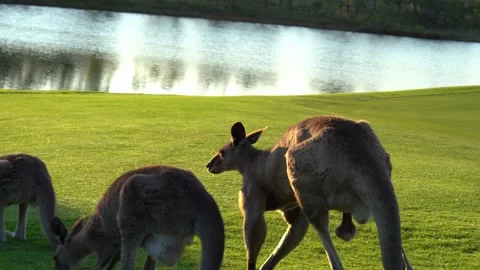 Kangaroos fighting, eating, playing in the bush Stock Footage