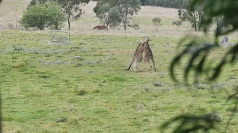 Kangaroos fighting in a field 库存影片 341009288