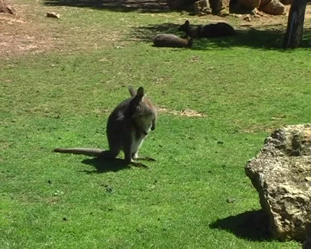 Kangaroos Video stock 70470