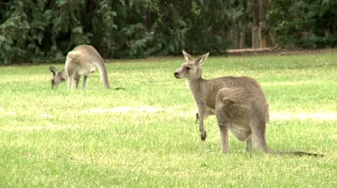 Kangaroos Stock Footage 10819597