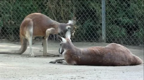 Kangaroo's Stock Footage 12044064