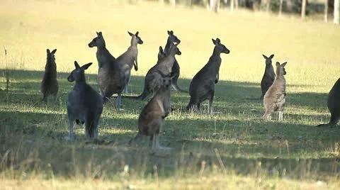 Kangaroos Stock Footage 20964109