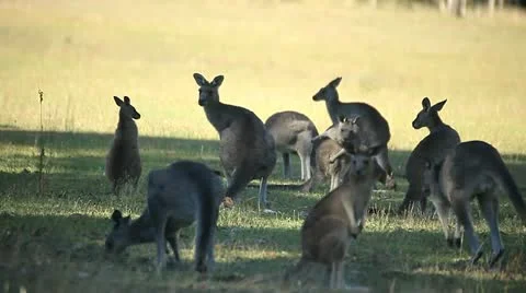 Kangaroos Stock Footage