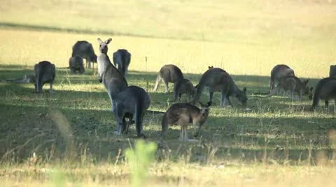 Kangaroos Stock Footage 20977284