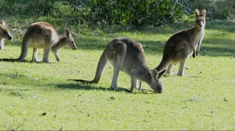 Kangaroos Stock Footage 53230525