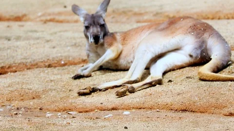 Kangaroos Stock Footage 91151489