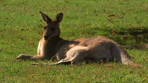 Kangaroos Видео 98843746