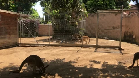 KANGAROOS Video stock 135029756