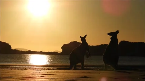 Kangaroos Stock Footage 150713451