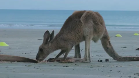 Kangaroos Stock Footage 163942794